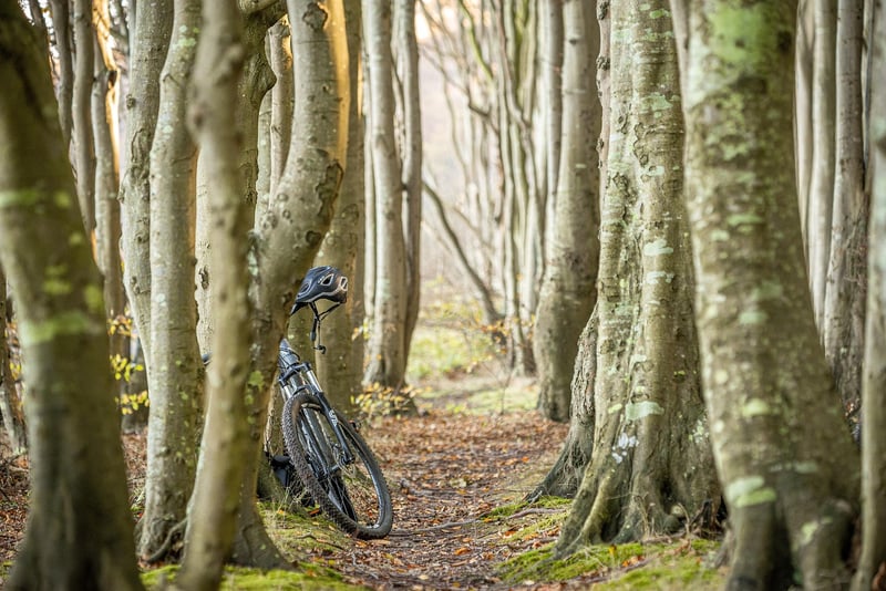 Cycling through the forest